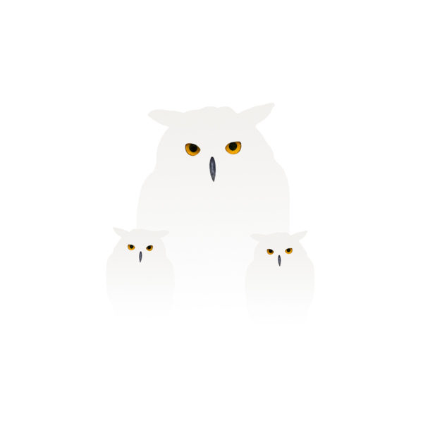 snowy owls