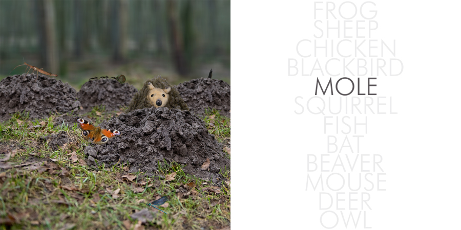 Hedgehog_002_mole