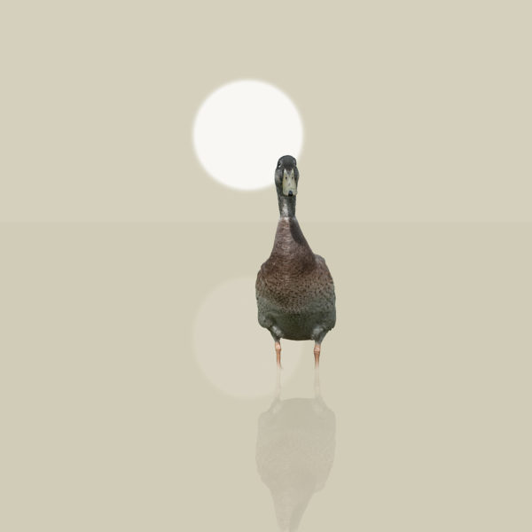 runner duck 6